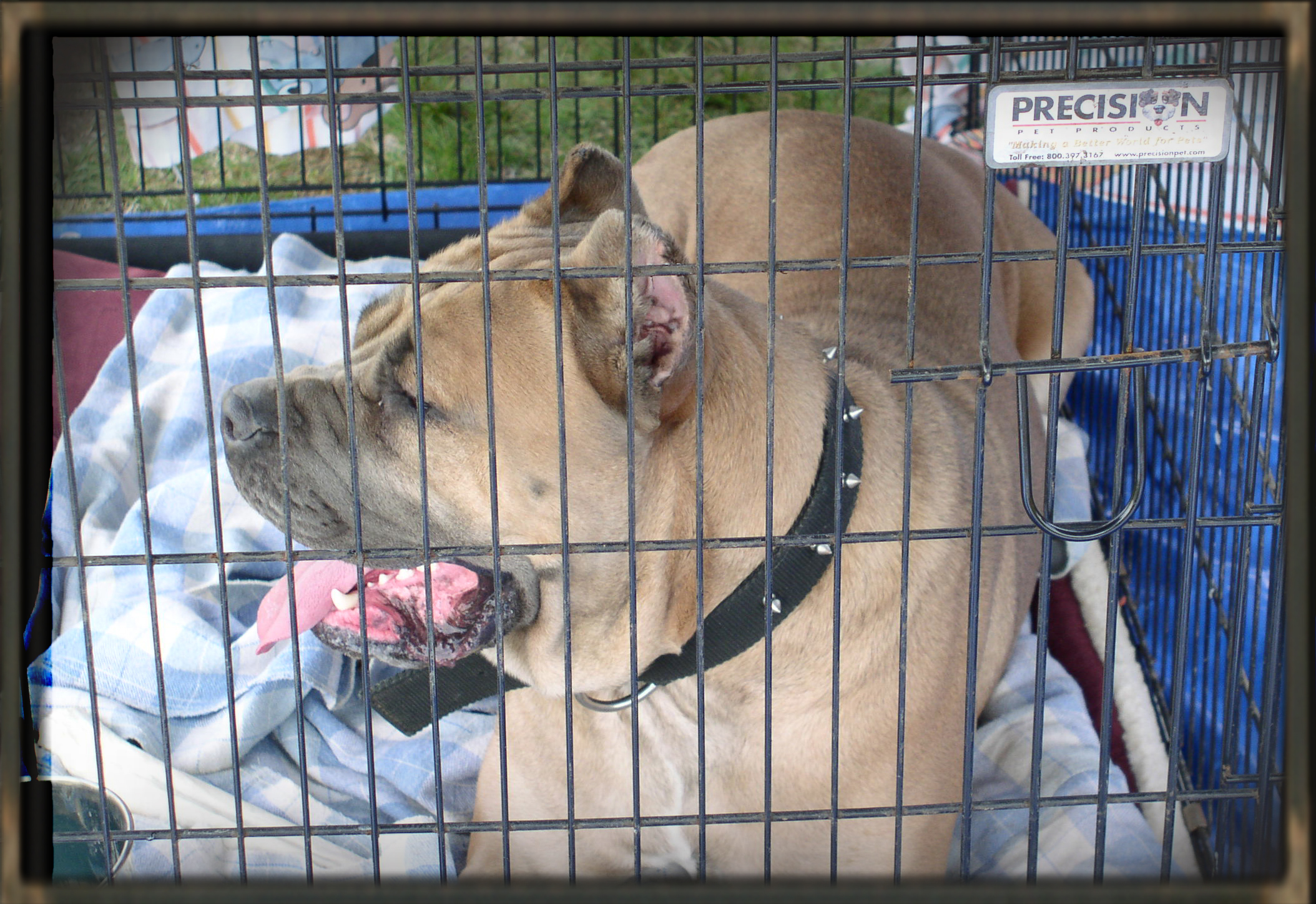 cane corso old world